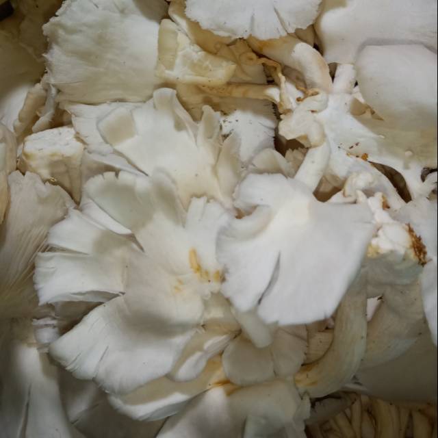 

Jamur Tiram 1/2 kg (Beli sekilo lebih hemat)