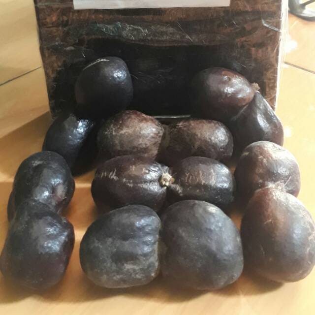 

Zuriat kembar madinah 100%