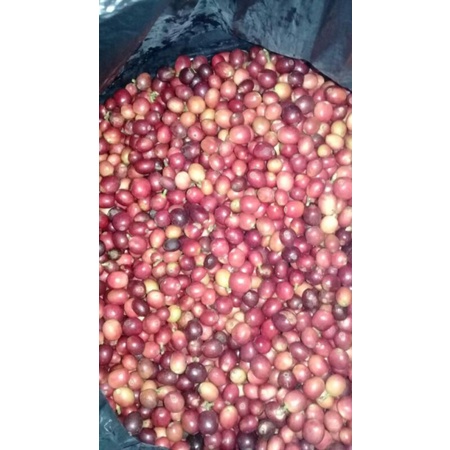 

Kopi Arabika ....