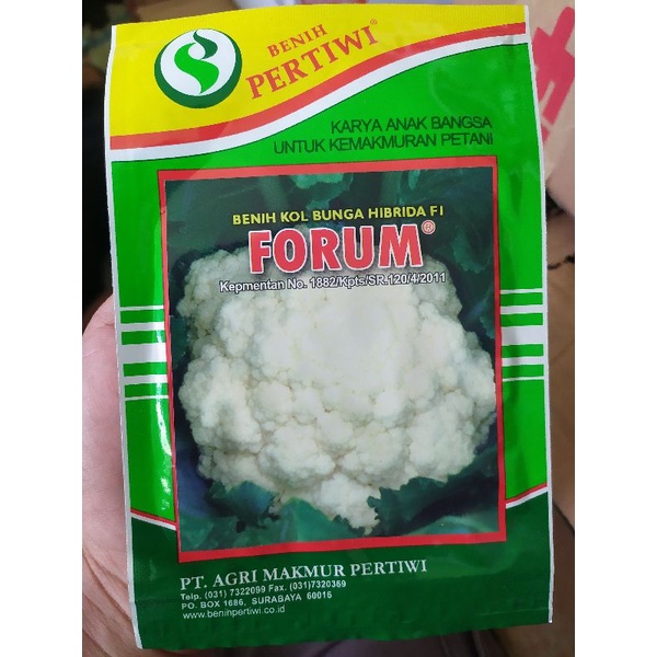 Benih bunga kol hibrida f1 FORUM /Brokoli putih (±2200 biji)