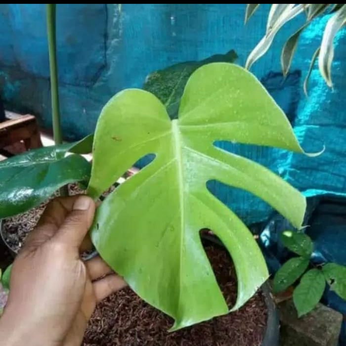 PROMO monstera deliciosa - Tanaman monstera deliciosa - monstera .