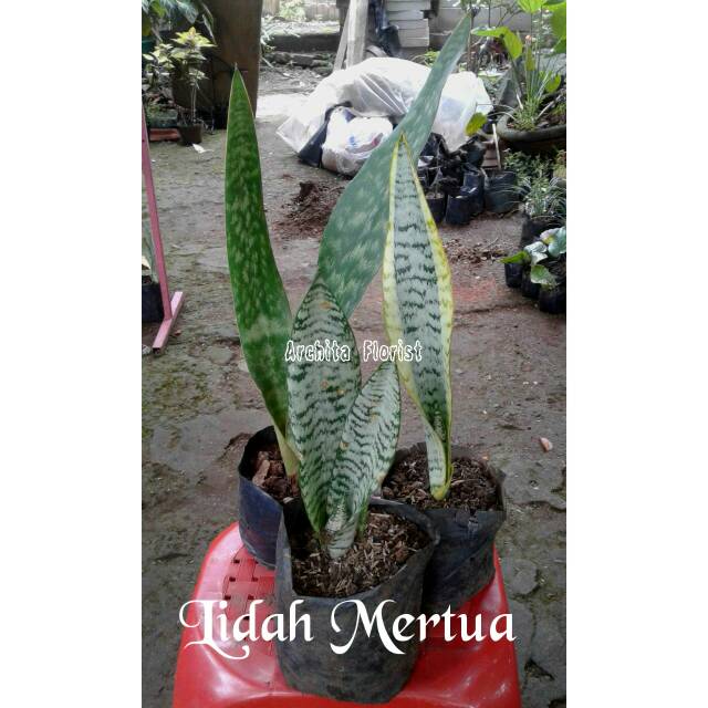 Tanaman Lidah Mertua Kecil