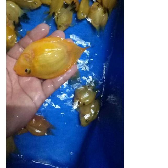 ➨ ikan perot ikan parot kuning perrot yellow notail tanpa ekor ➤