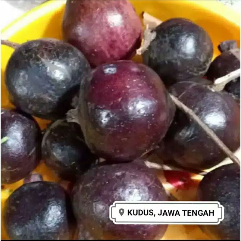 

BUAH DELIMA HITAM ATAU WULUNG