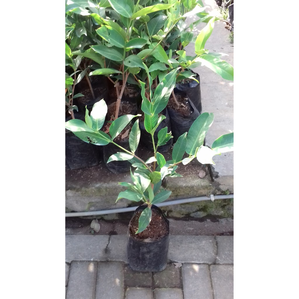 Bibit Jambu Air Kusuma Merah/Tanaman Jambu Air Kusuma Merah(Jaminan Original)