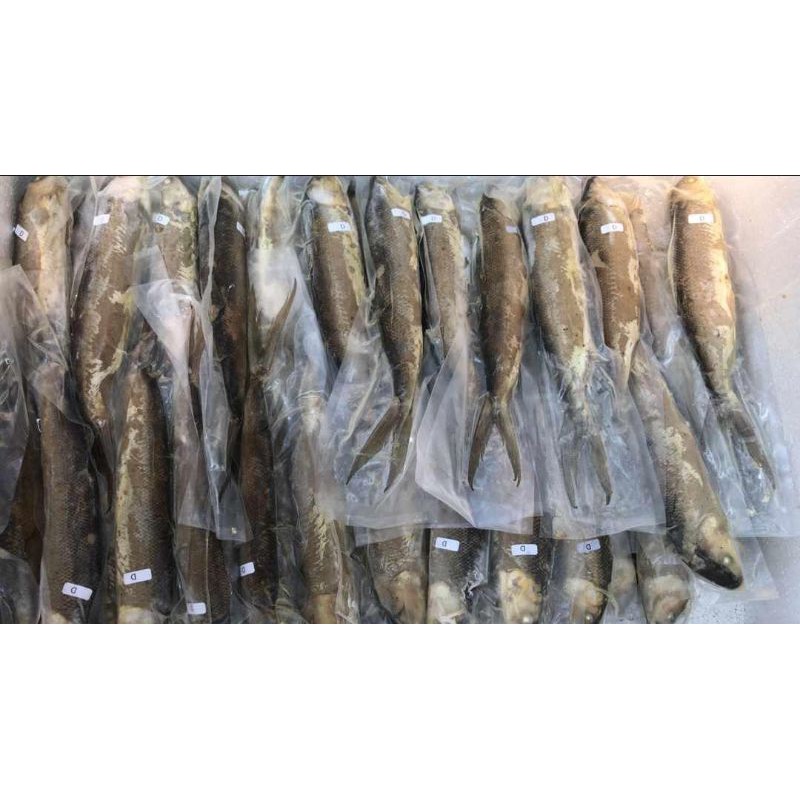 

OTAK OTAK BANDENG VACUM DAN NON VACUM FULL DAGING BANDENG TANPA TEPUNG HALAL TANPA MSG