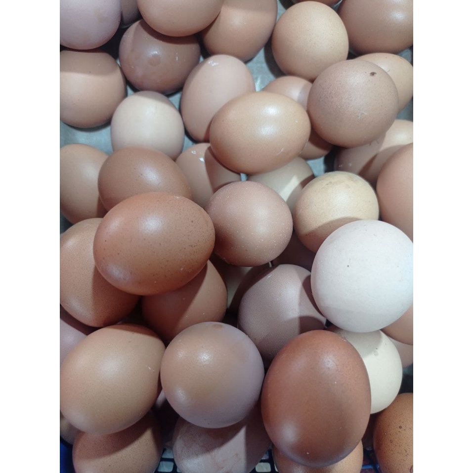 

Telur Ayam Kecil /1papan