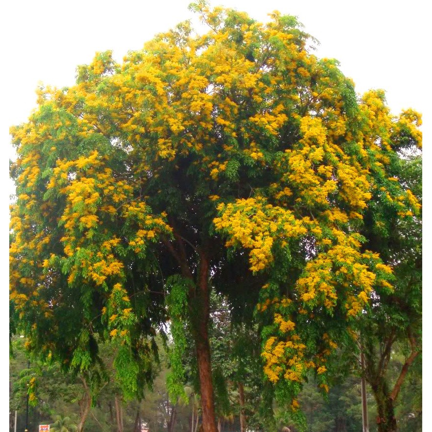 biji benih tanaman pohon angsana /10 biji