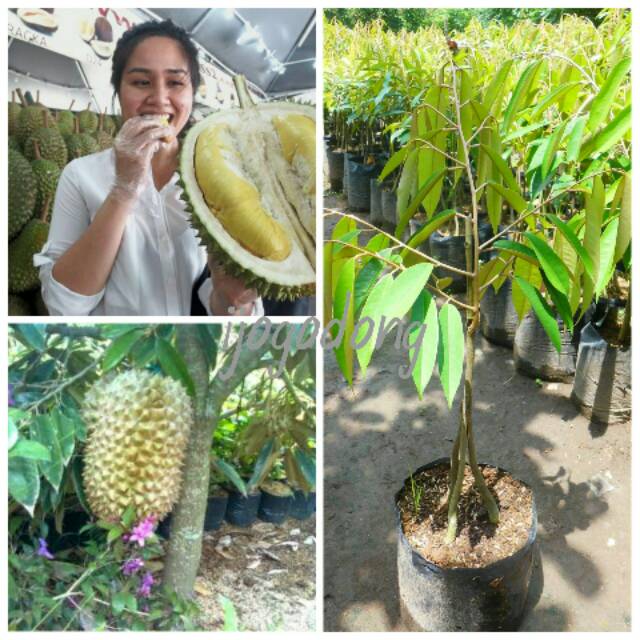 Bibit Durian bawor super