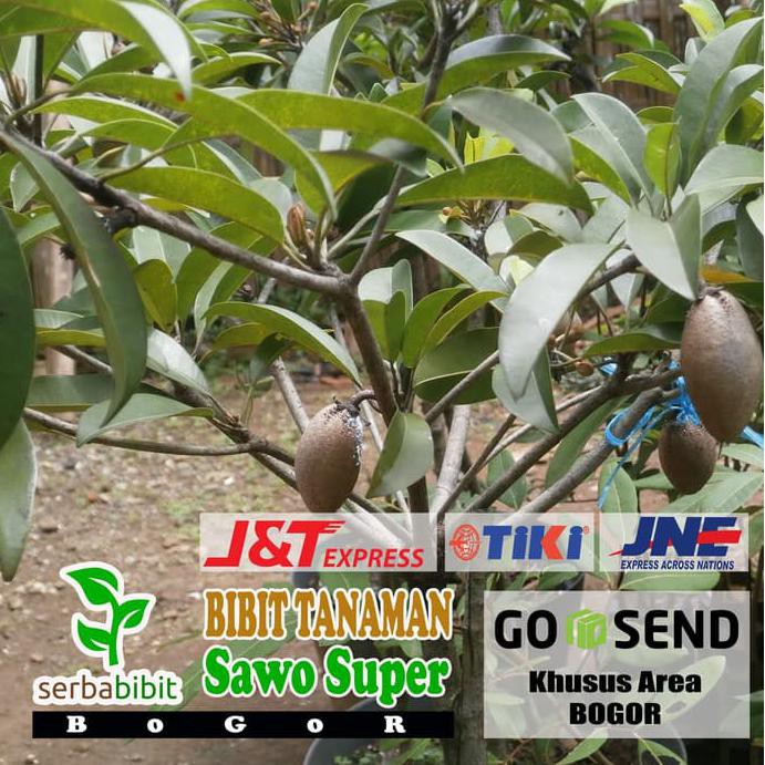 Bibit Pohon Sawo - Buah Sawo Super - Cangkokan Sudah Berbuah -_-