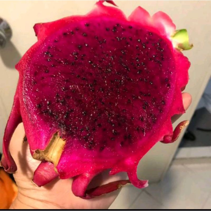 

Buah Naga Merah Segar