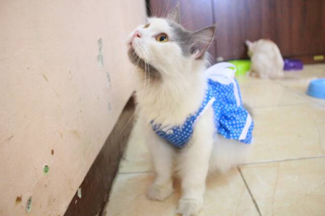 Dress polkadot biru muda lucu untuk kucing murah size S M L XL baju lucu terlaris se indonesia