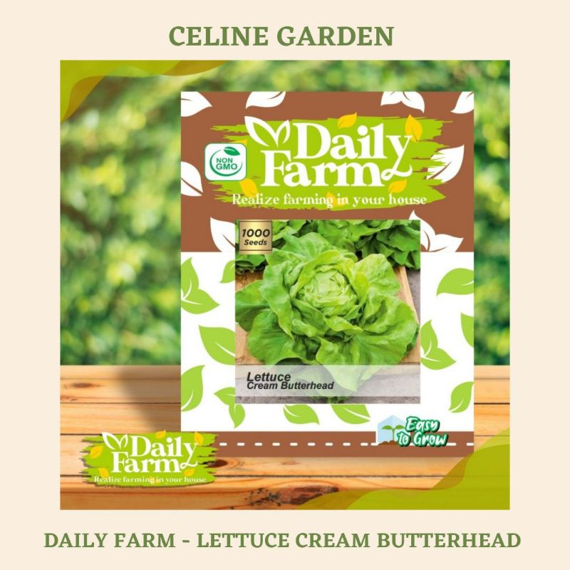 BIBIT LETTUCE / LETTUCE CREAM BUTTERHEAD / DAILY FARM / ORIGINAL