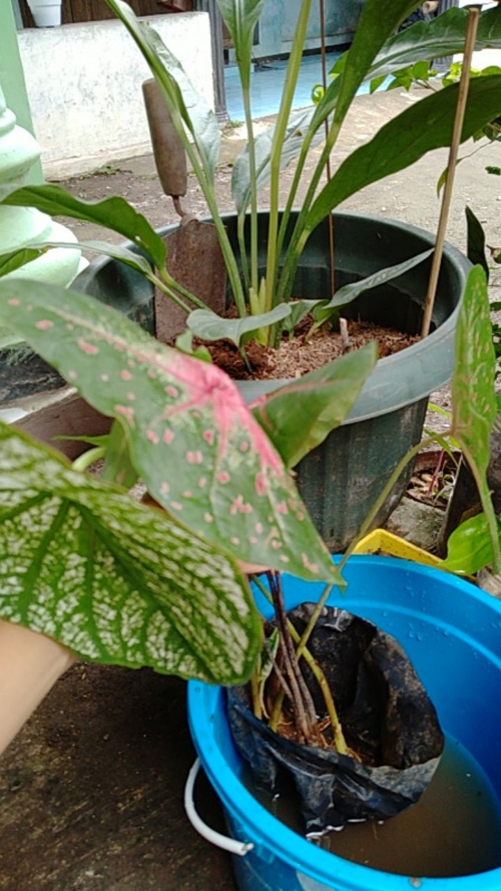 Tanaman Hias Keladi Army/caladium Army