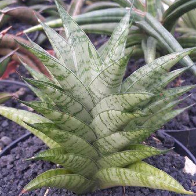 Sansevieria Hybrid