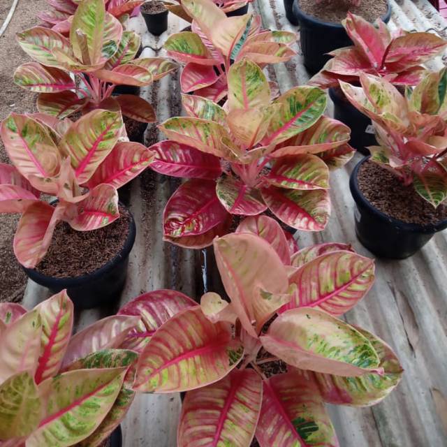 Aglonema romantic love