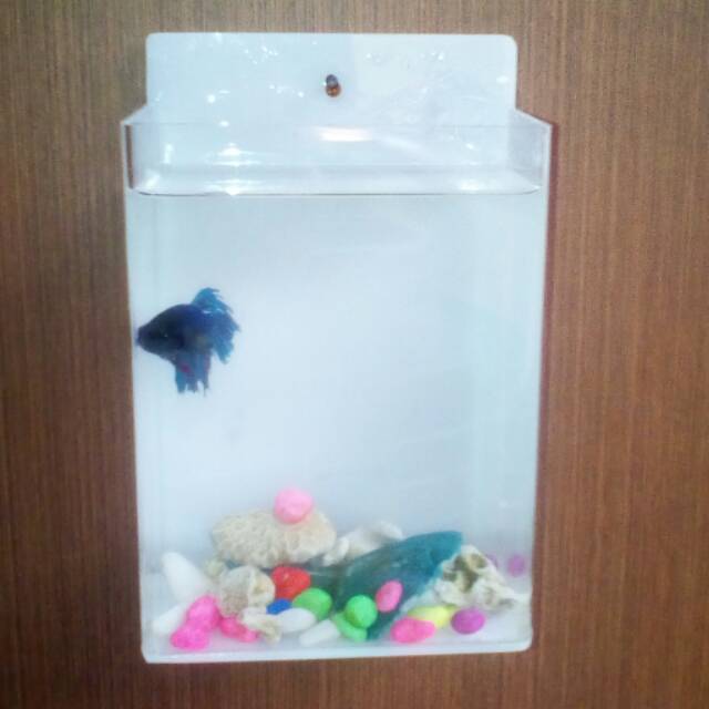 Aquarium mini gantung ikan cupang