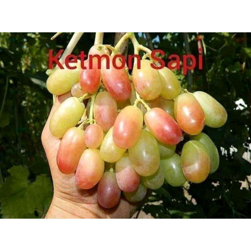 BIBIT ANGGUR IMPORT KETMON SAPI SEDLESS grafting