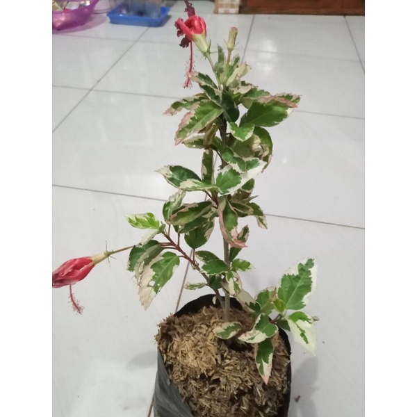 TANAMAN BUNGA SEPATU VARIEGATA BUNGA MERAH