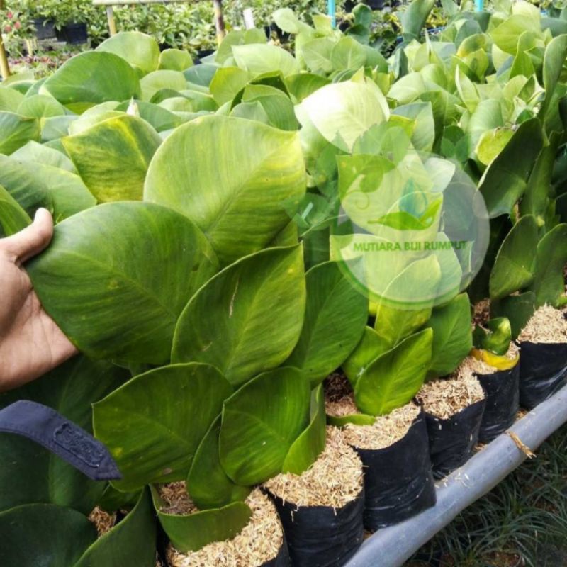 PROMOtanaman hias dolar daun besar-tanaman dolar besar