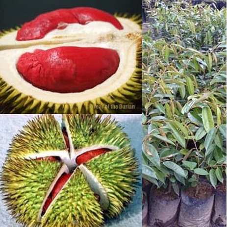 bibit durian merah banyuwangi