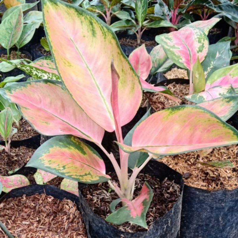 Aglonema kochin hybrid