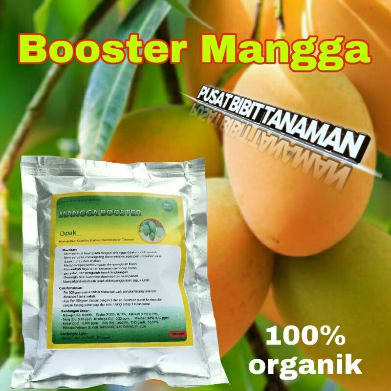 boster mangga (perangsang buah mangga)