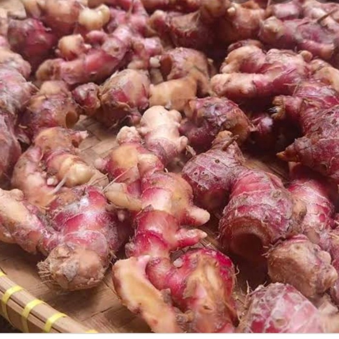 

Jahe Merah Segar 1 kg