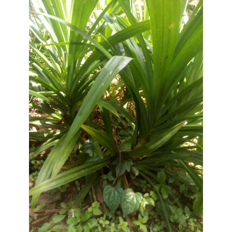 

DAUN PANDAN WANGI SEGAR 200 GRAM