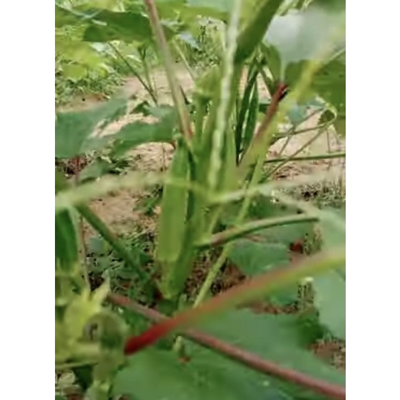 

15 Biji - Benih Okra Hijau