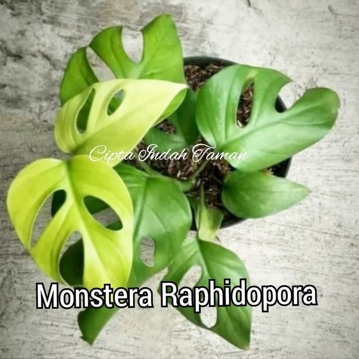 Tanaman Monstera Raphidopora | Monstera ekor naga | Monstera mini