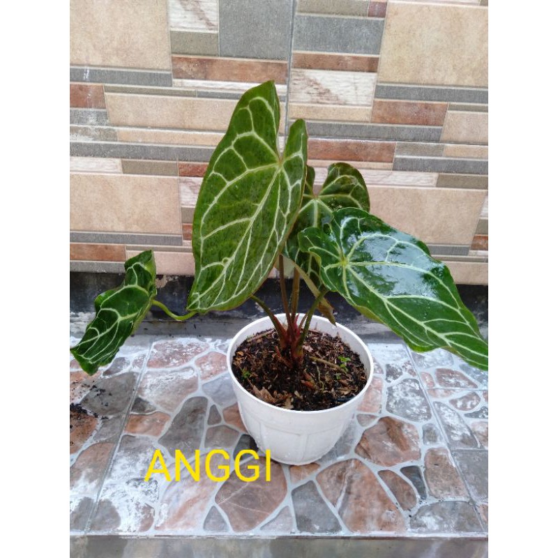 

kuping gajah daun kecil indah