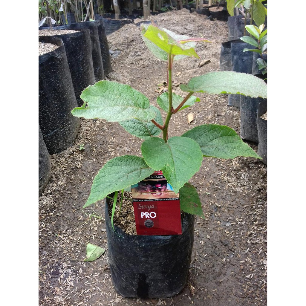 Bibit Tanaman Buah Kiwi Golden Murah bibit okulasi