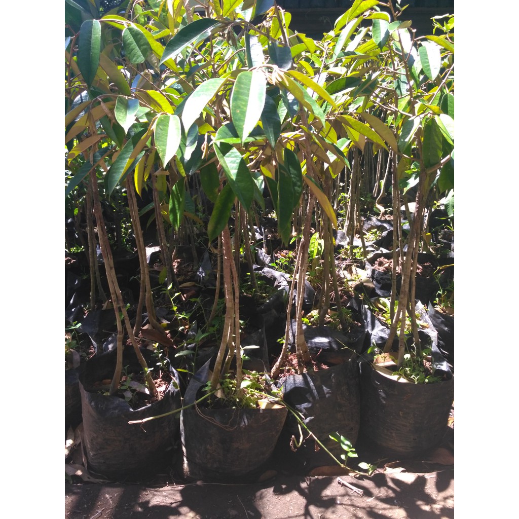 bibit durian musangking kaki 3