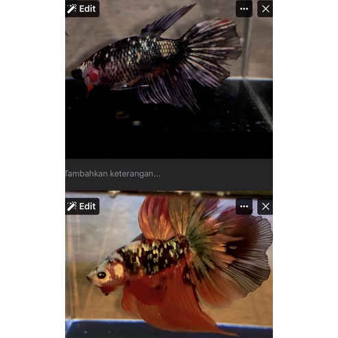 HM AVATAR NEMO COOPER