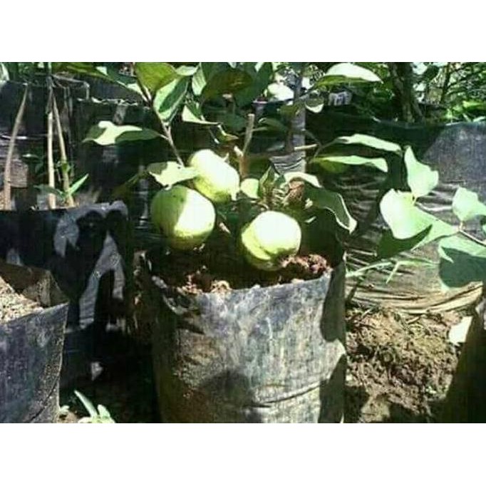 Bibit Benih Tanaman Bibit Tanaman Buah Jambu Kristal Tanpa Biji 1#