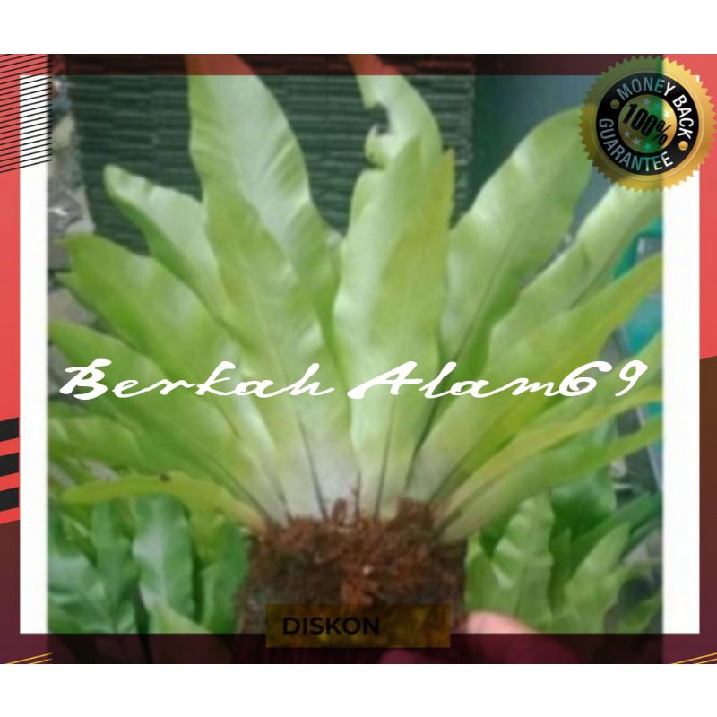 Kadaka Tempel/Kadaka Sedang/kadaka Hutan