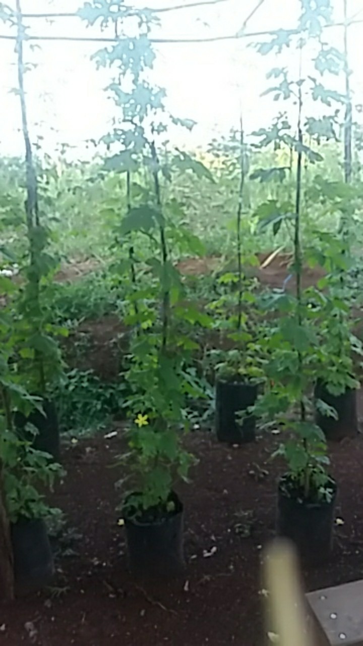 Alat Dapur Pisau Buah Mini Set