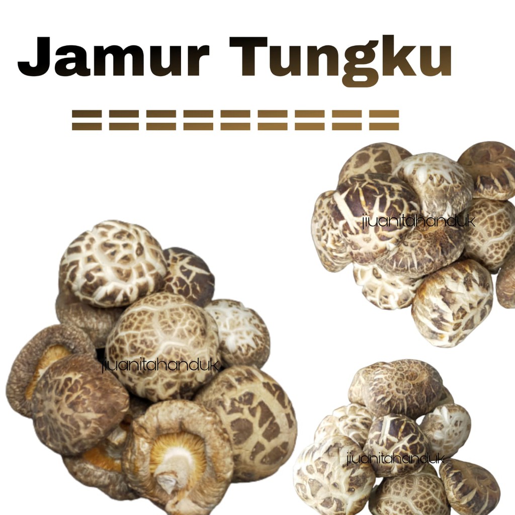 ATB Jamur Tungku Paling Murah