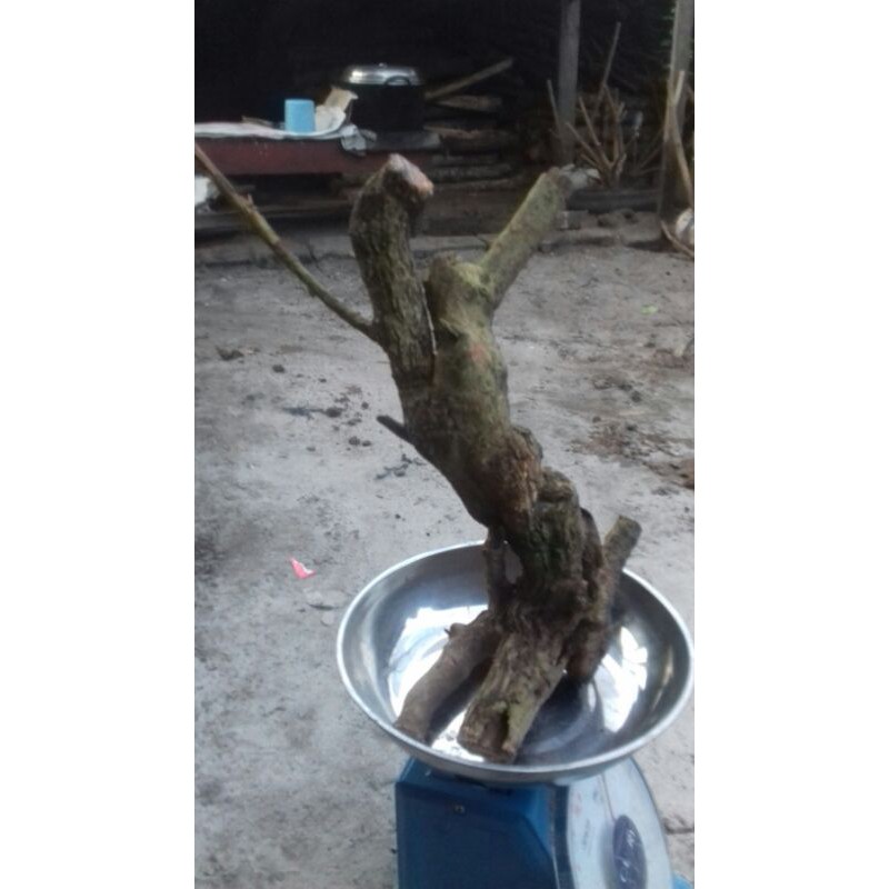 bahan bonsai ileng ileng