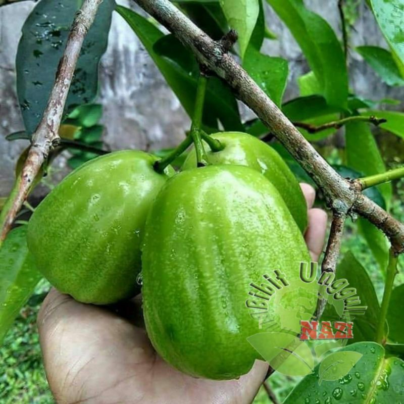 Bibit jambu air kiojok (tabulampot)