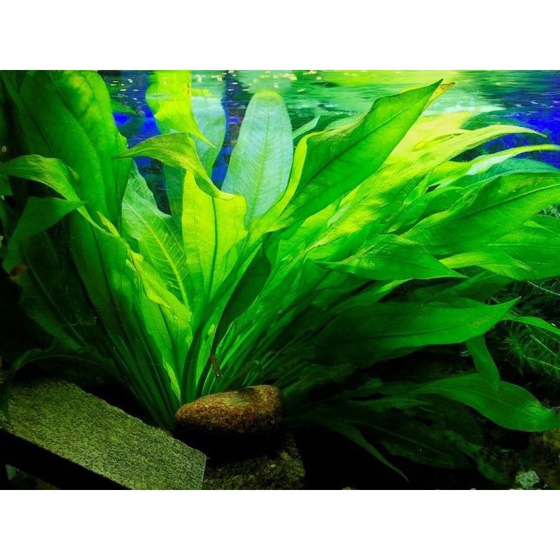 Echinodorus Amazon Sword ( Tanaman Aquascape Tanpa Co2 )