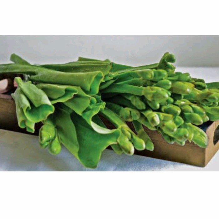 

DAUN GENJER PER IKAT