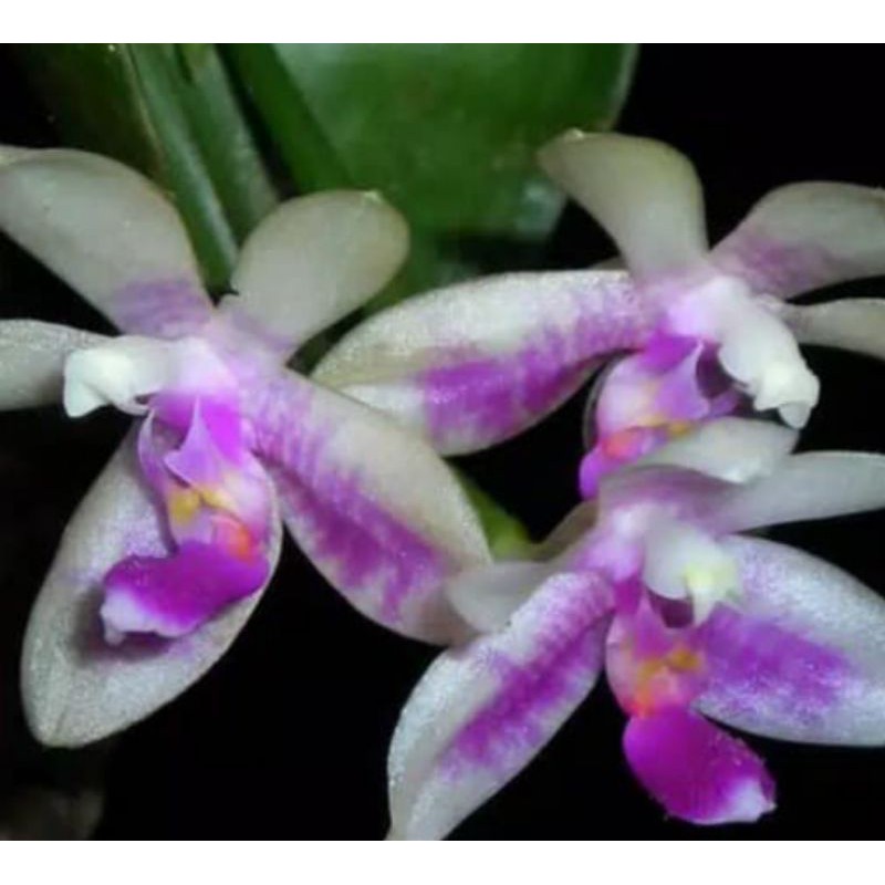 phalaenopsis modesta