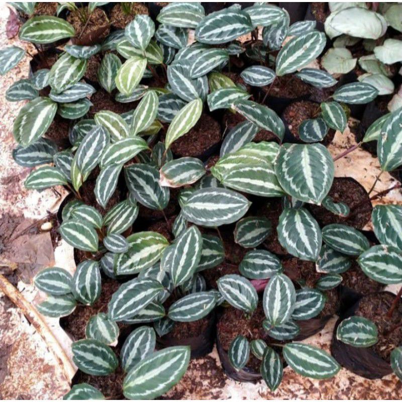 Tanaman hias calathea silver black murah