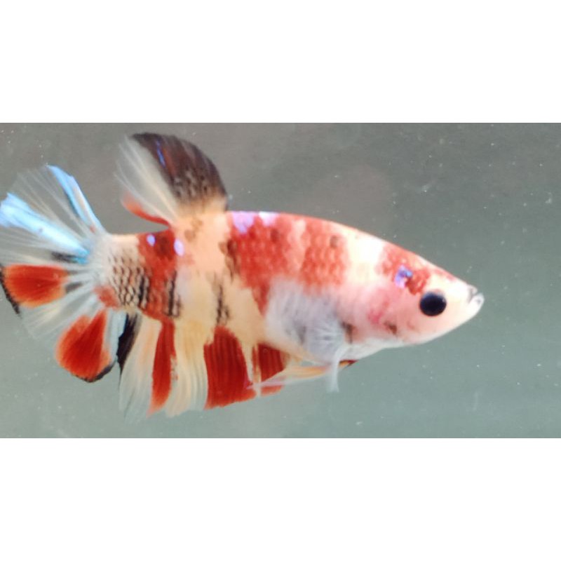 

CUPANG!!HIASNEMOMULTY04