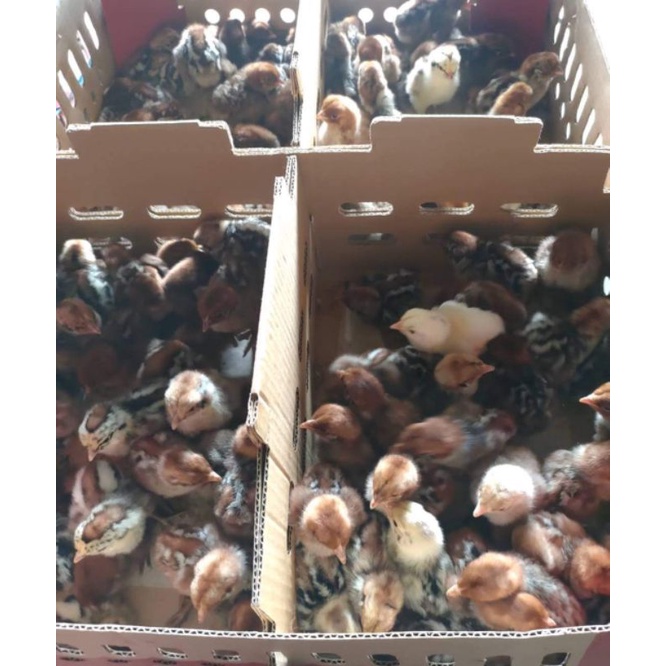 DOC anak ayam Arab betina (pengiriman hanya daerah Jabodetabek saja)