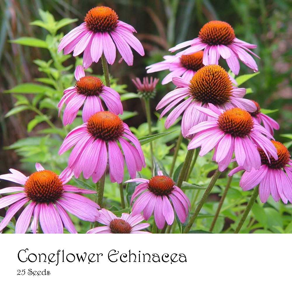 PlantaSeed - 25 Seeds - Coneflower Echinacea Biji Bunga - PAS0196