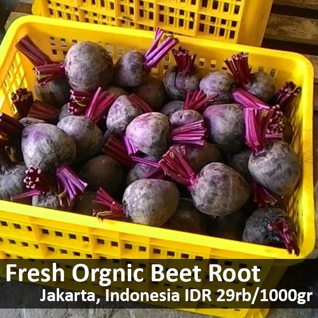 

Buah bit / beet root Organic Fresh fresh dari kebun