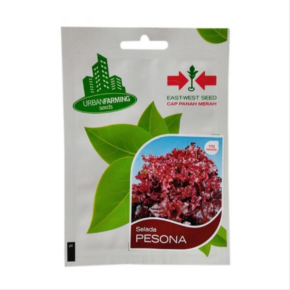 BEnih Selada Merah Pesona Limited